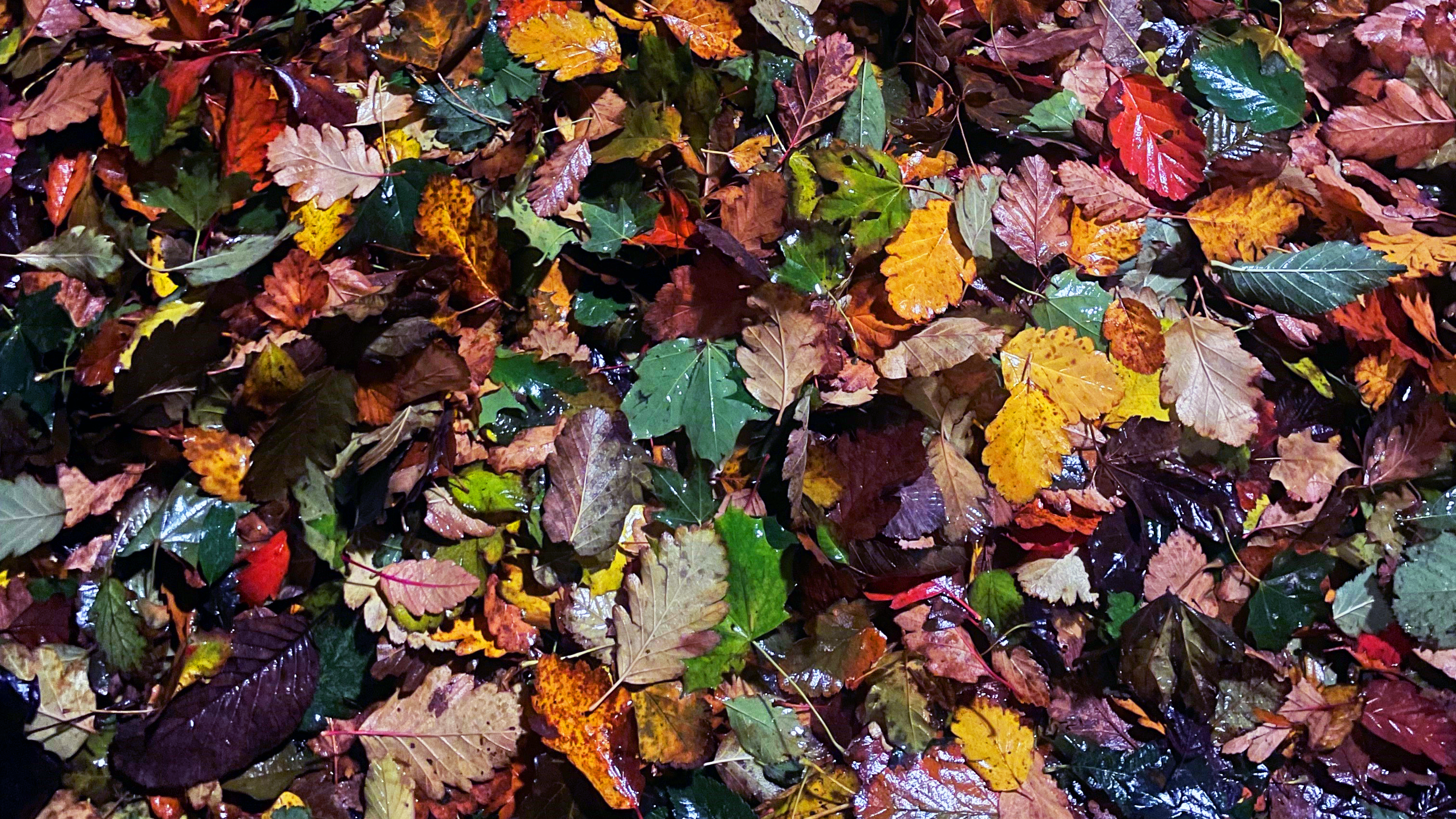 foto. löv som ligger på marken i höstiga färger, grön, gul, röd, brun.